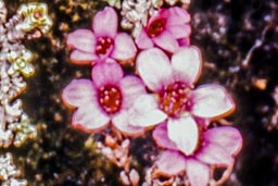 purple saxifrage
