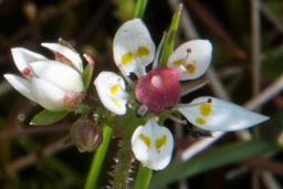 starry saxifrage