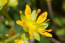 yellow saxifrage