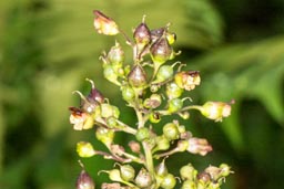 common figwort