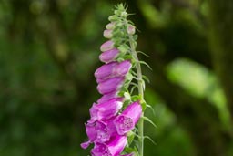 common foxglove