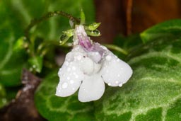 corsican  toadflax