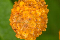 golden ball buddleia