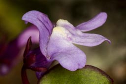 ivy-leaved toadflax