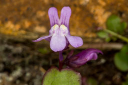 scrophulariaceae gallery