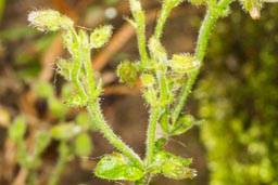 small toadflax