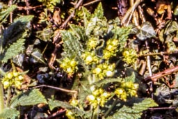 yellow figwort