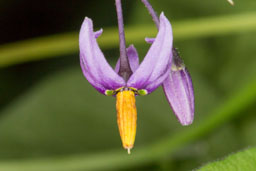 solanaceae gallery