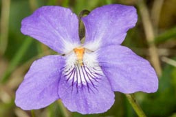 common dog violet