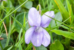 marsh violet