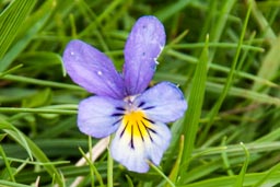 mountain pansy