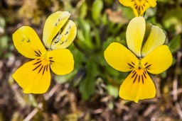 seaside pansy