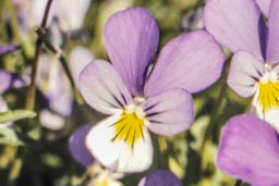 wild pansy