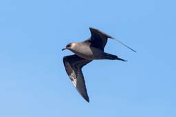 Arctic skua