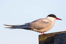 Arctic tern