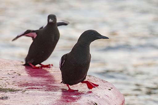 Black guillemot