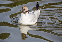 Black-headed gull