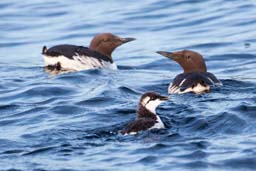 Common guillemot