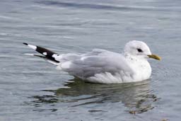 Common gull