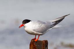 Common tern