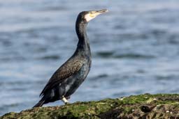 Cormorant