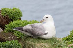 Fulmar