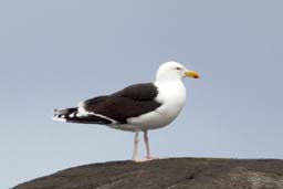 Great black-backed gull