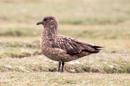 Great skua