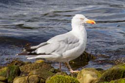 Herring gull