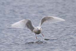 Iceland gull