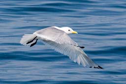 Kittiwake