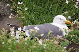 Lesser black-backed gull