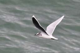 Little gull