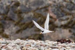 Little tern