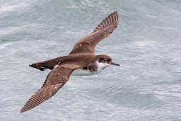 Manx shearwater