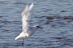 Mediterranean gull