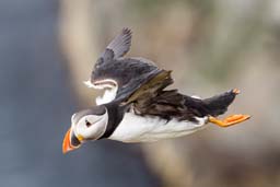 Puffin