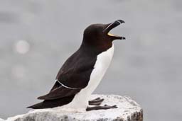 Razorbill