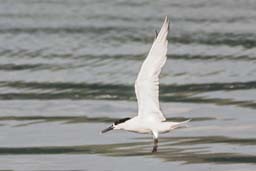 Sandwich tern