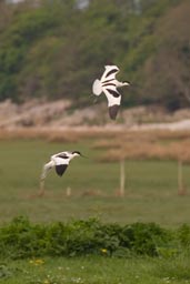 Avocet