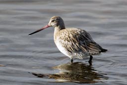 Bar tailed godwit