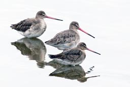 Black tailed godwit