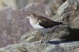 Common sandpiper