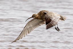 Curlew