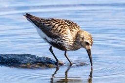 Dunlin