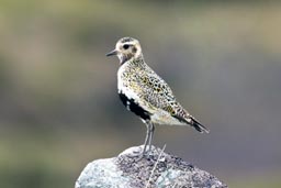 Golden plover