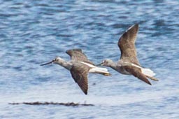 Greenshank