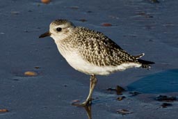 Grey plover