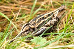 Jack snipe