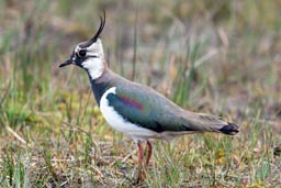 Lapwing